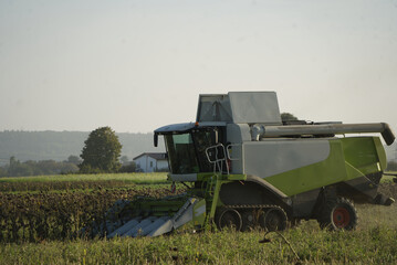 Sunflower harvest in the evening - The combine harvester works its way through the field