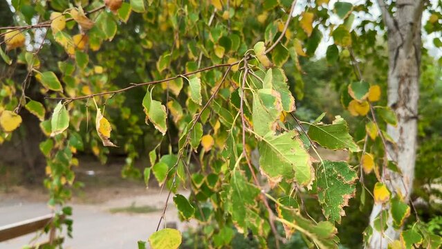 yellowing fading leaves on a birch tree in the wind close-up
