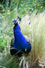 Blauer Pfau
