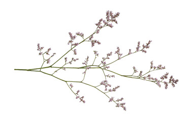 Twig of limonium small flowers isolated on white or transparent background