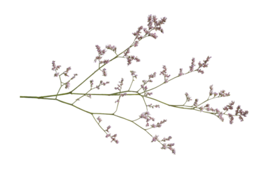 Twig of limonium small flowers isolated on white or transparent background