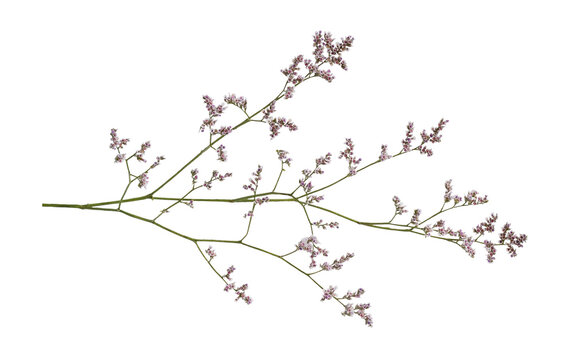 Twig of limonium small flowers isolated on white or transparent background