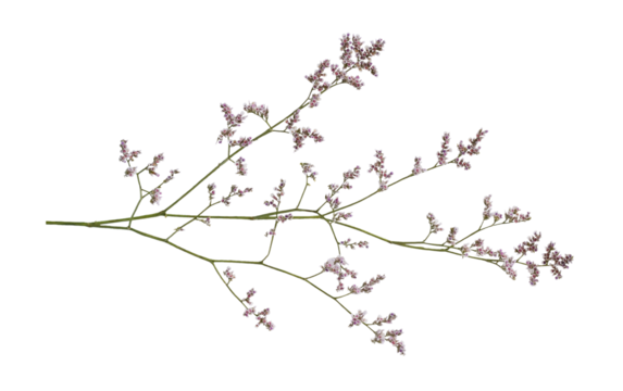 Twig of limonium small flowers isolated on white or transparent background