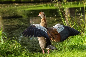Fototapeten Back view of an adult Egyptian goose (Alopochen aegyptiaca) with spread wings © ptashkan