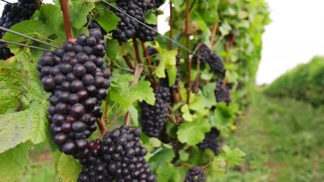 Wide angle shot focusing on dark grapes in a vineyard in the UK