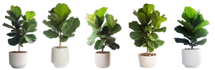 Large house fiddle-leaf fig plant in modern pot or vase isolated on transparent background generative ai