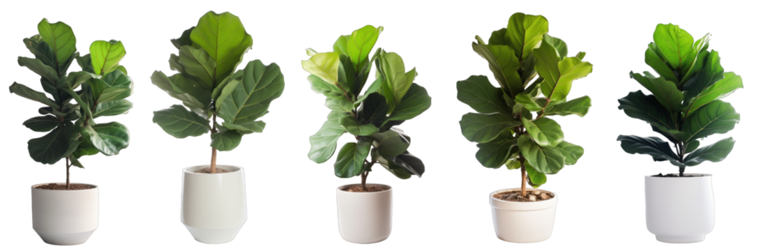 Large house fiddle-leaf fig plant in modern pot or vase isolated on transparent background generative ai