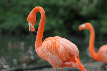 Ein Flamingo in Nahaufnahme Close up