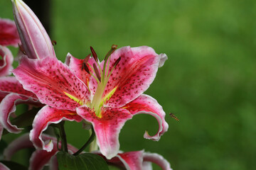 Schöne große farbenfrohe Blüte einer Blume © Stefan Werner