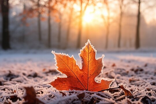 Colorful Nature: Frosty Orange Leaves in Late Autumn