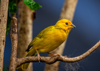 Saffron Finch (Sicalis flaveola) spotted outdoors