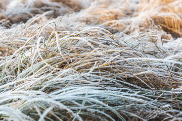 First frosts on dry grass on a frosty sunny November morning