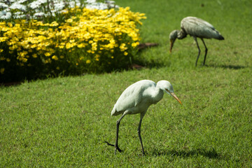 Obraz na płótnie Canvas Two egrets walking on a green grass in a park in India