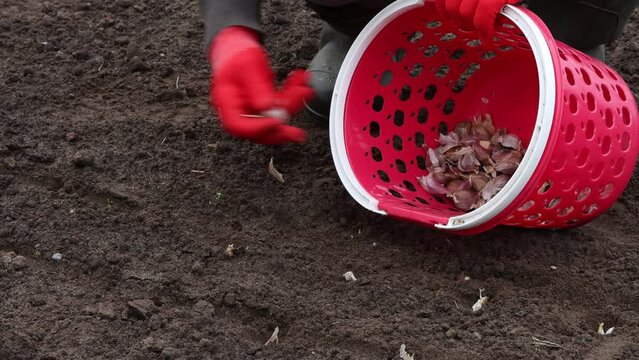 A man in red gloves plants garlic in open ground in early October