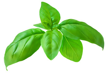 Fresh organic basil leaves isolated on white background. Green basil leaves closeup