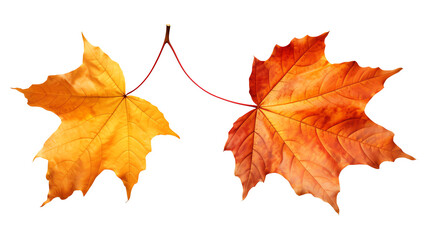 Fototapeta premium autumn maple leaf two leaves yellow and orange