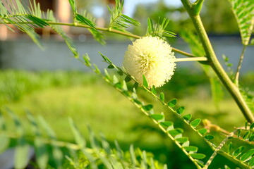 the shy princess flower grows wild in the wild