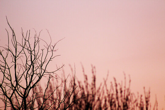 Dry tree branches on a pink sunset background