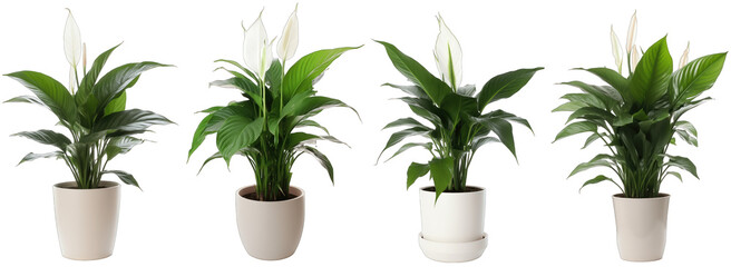 Large house peace lily plant in modern pot or vase isolated on transparent background generative ai