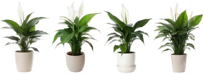 Fotobehang Large house peace lily plant in modern pot or vase isolated on transparent background generative ai © Hixel
