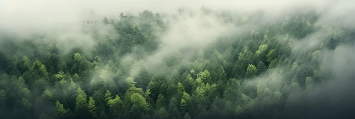  Pine Forest, Wide. Fog and mist in the Nature. © Noize