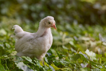 Young white chick free in garden