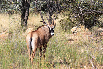 A Roan antelope in the Waterberg Region of South Africa