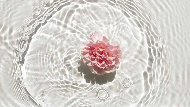 Slow motion of falling pink carnation flower on water surface and diverging circles of water on white background. Water splash. Pure water with reflections sunlight and shadows. FullHD 