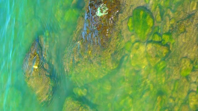 Green algae Enteromorpha underwater on rocks near the shore of the Khadzhibey Estuary, vertical video