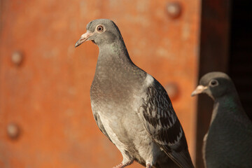 Bird bird pigeon