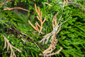 Nature green color