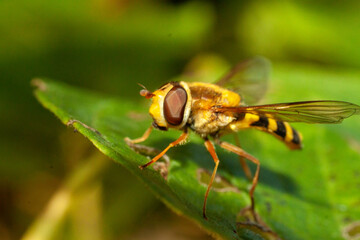 close up of a fly