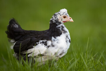 Young black white chick isolated free in garden