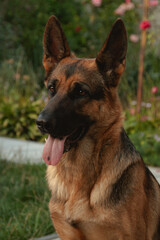 German shepherd dog