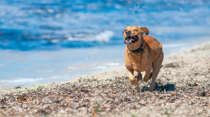 Sunlit Dash: Wet Dog on Playa del Garagol's Shore