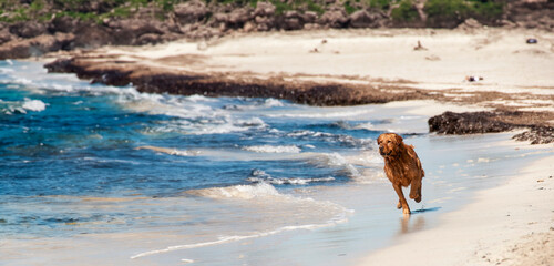 Sunlit Dash: Wet Dog on Playa del Garagol's Shore