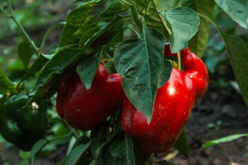 Pepper vegetable food