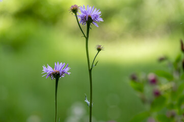 wild daisys along the meadow path of the Castle Crest Wildflower Trail in Crater Lake National Park. 
