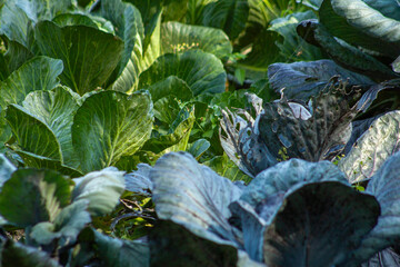 cabbage in the garden