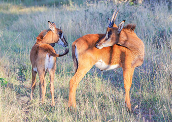 Sable Antelope with calf in the Waterberg Region of South Africa