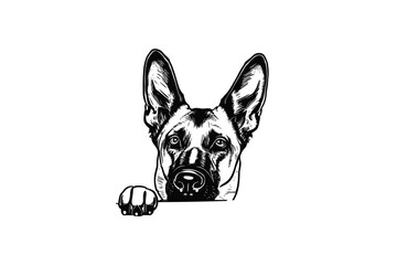 Playful Belgian Malinois Hide and Seek: A Charming Vector Rendering of a Peekaboo Pup