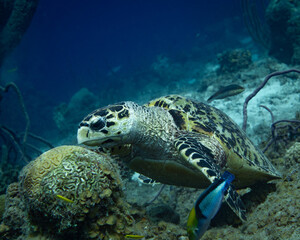 Obraz na płótnie Canvas Hawksbill Turtle at Santa Martha Baai in Curacao