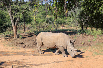 White Rhino grazing at Ant's Nest private reserve in the Waterberg Region of South Africa