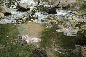 stream in the forest