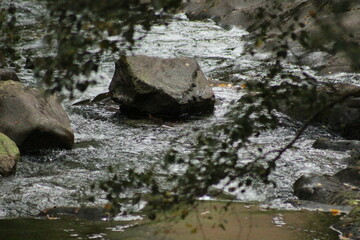 river in the forest