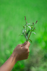 A man is holding the flower plant and blurred background