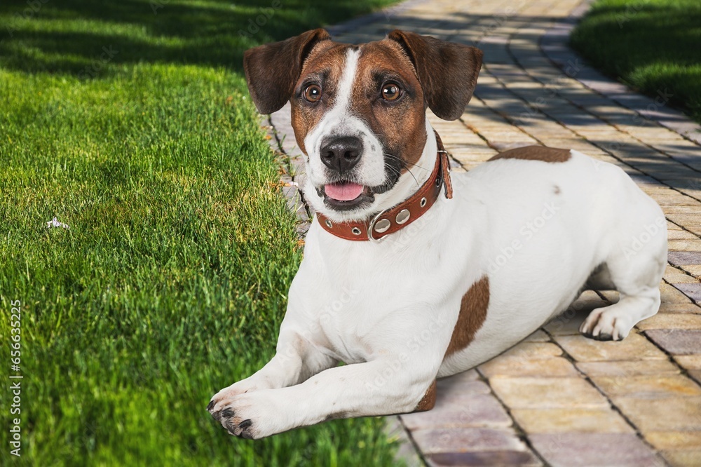 Sticker portrait of a smart young dog on meadow