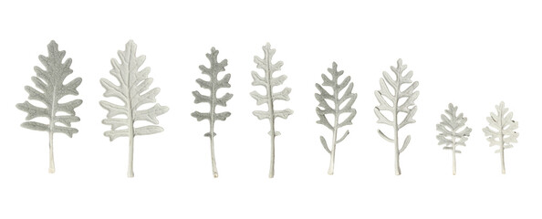 The leaves of the Dusty Miller plant isolated on a transparent background. Set of silvery leaves on the front and back. Design element for creating Christmas cards, invitations, floral arrangements.