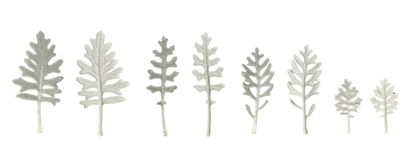 The leaves of the Dusty Miller plant isolated on a transparent background. Set of silvery leaves on the front and back. Design element for creating Christmas cards, invitations, floral arrangements.