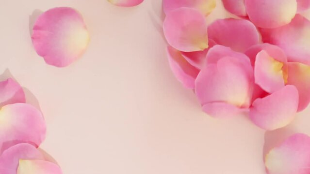 Flowers Rose petals blown by wind on pastel, beige background. Sun and shadows. Reflections sunlight and shadows in slow motion. Valentines day texture. High quality FullHD footage